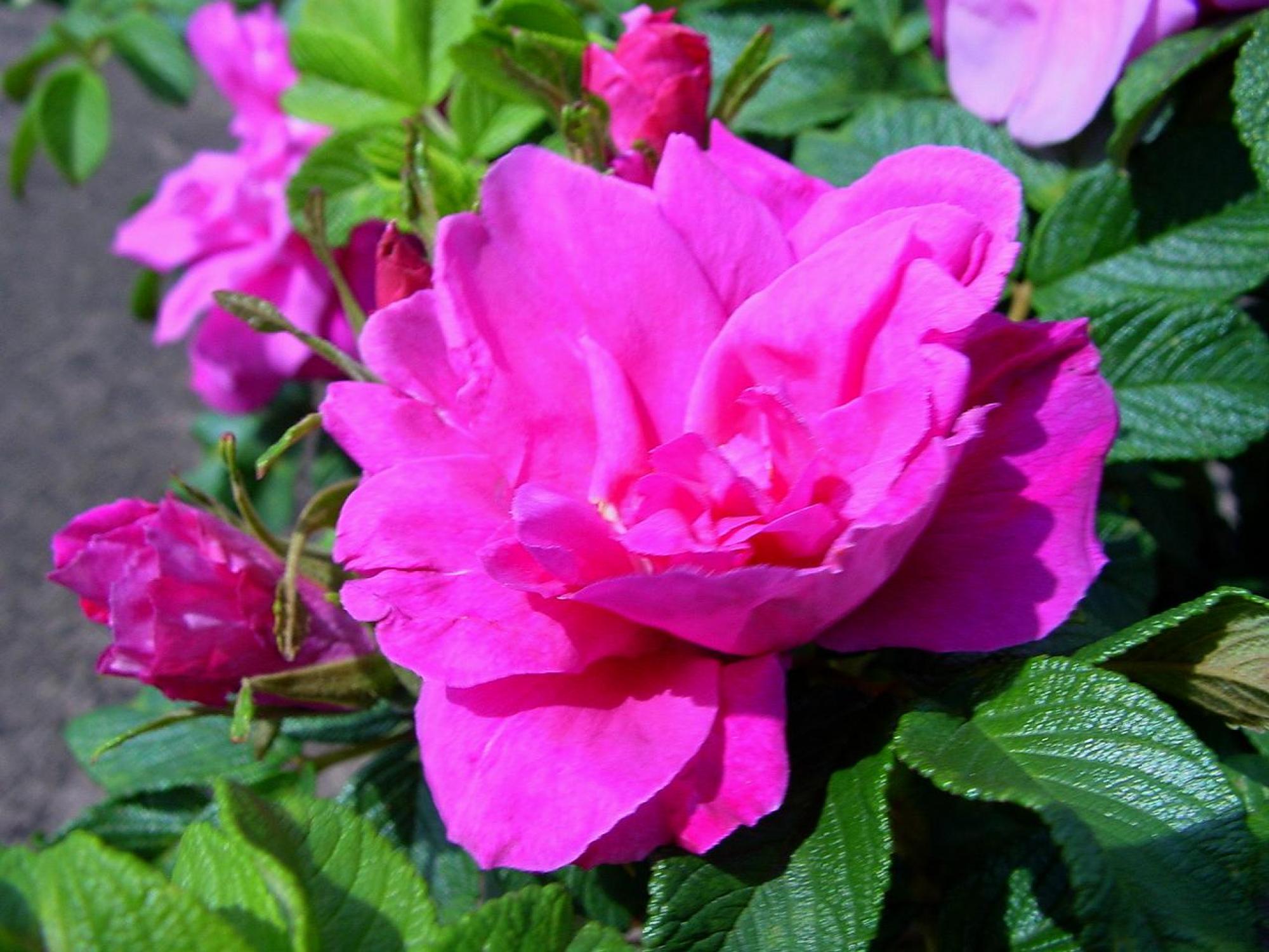 Роза moje Hammarberg (гибрид розы rugosa/Парковая)