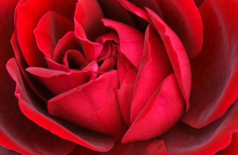 Rosa The Alnwick Rose® AUSgrab