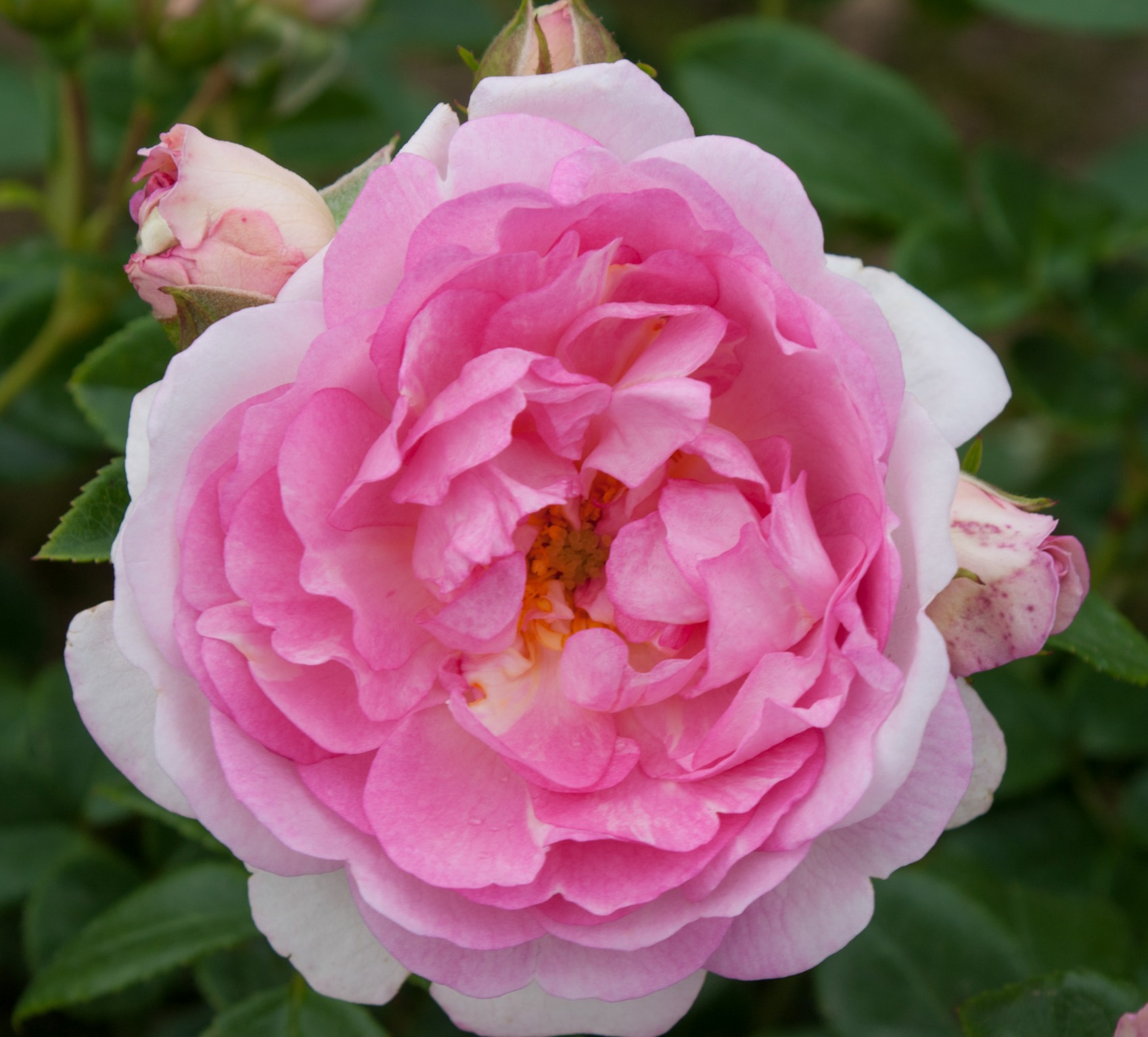 Rosa Jasmina® Kletter® MaXe